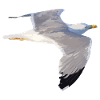 gull