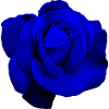 Blue Rose