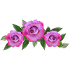 roses