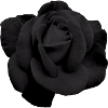 Black rose