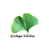 Ginkgo biloba