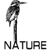 Kingfisher Nature Nature