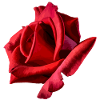 Red Rose