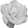 White Rose