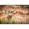 Cerf