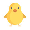 yellow chick