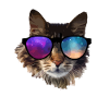 chat