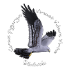 Butternut harrier