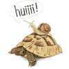 Schnecke im Geschwindigkeitsrausch – Schildkröte