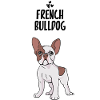 French bulldog