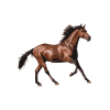 brown horse