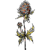 Blume