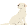 Labrador cream