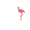 funny flamingo