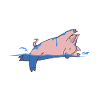 Pig at swimming