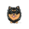 Kleinspitz Fluffy I