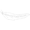 feather