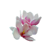 Rosa Magnolie
