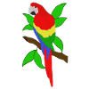 Macaw parrot