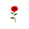 redrose