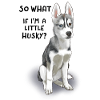 Little Husky is not stocky