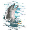 dolphin