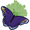 Butterfly moth