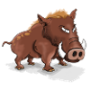 Cool boar