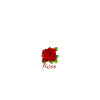 Red rose