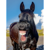 Cheval LOL
