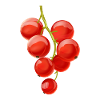 Currant berry fruits fruit