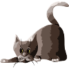 Katze