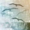 Gratuit comme un oiseau