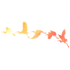 oiseaux