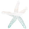 starfish