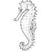 Seahorse - drawn