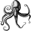 Octopus - Octopus - drawn