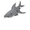 shark