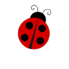 ladybug