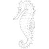Seahorse - drawn