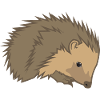 Hedgehog