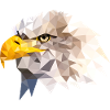 Weißkopfseeadler Seeadler American Eagle Adler