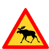 Grumpy moose