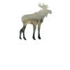 Moose Forest