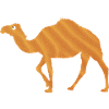 Dromedary Desert