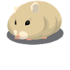Cute light-brown hamster