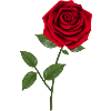 Rose Flower graphic