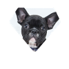Bouledogue français - Frenchie