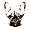 French bulldog