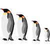 Emperor penguin group
